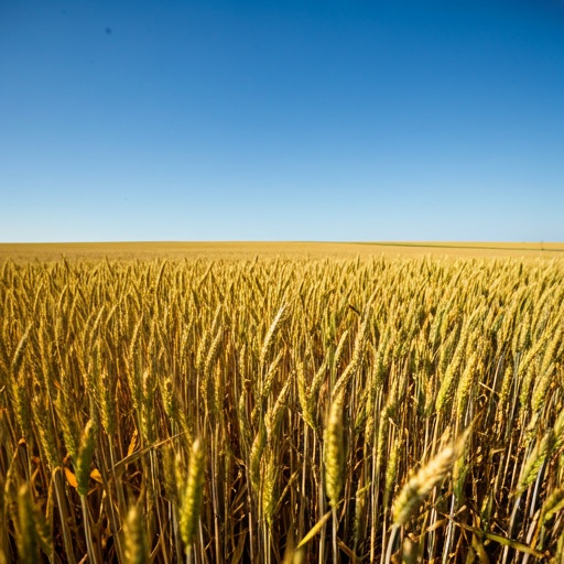 Golden wheat fields